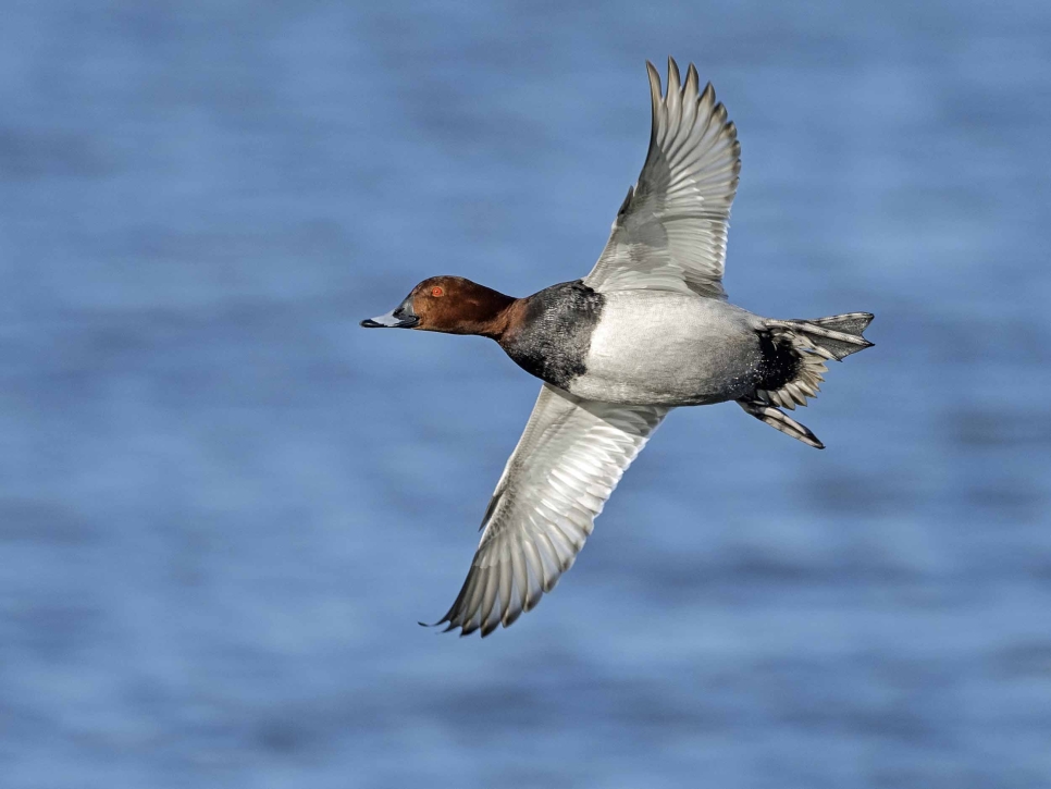 Pochard duck in flight by Simon Stirrup.jpg